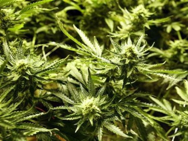 Indiana lawmaker to file bill lifting ban on medicinal marijuana